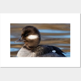 Female Bufflehead Duck at the Lake Posters and Art